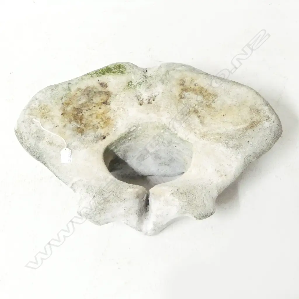 LGE OLD BACK BONE DISC SECTION FROM A VERY LGE MAMAL. 660 x 450mm Image 1++