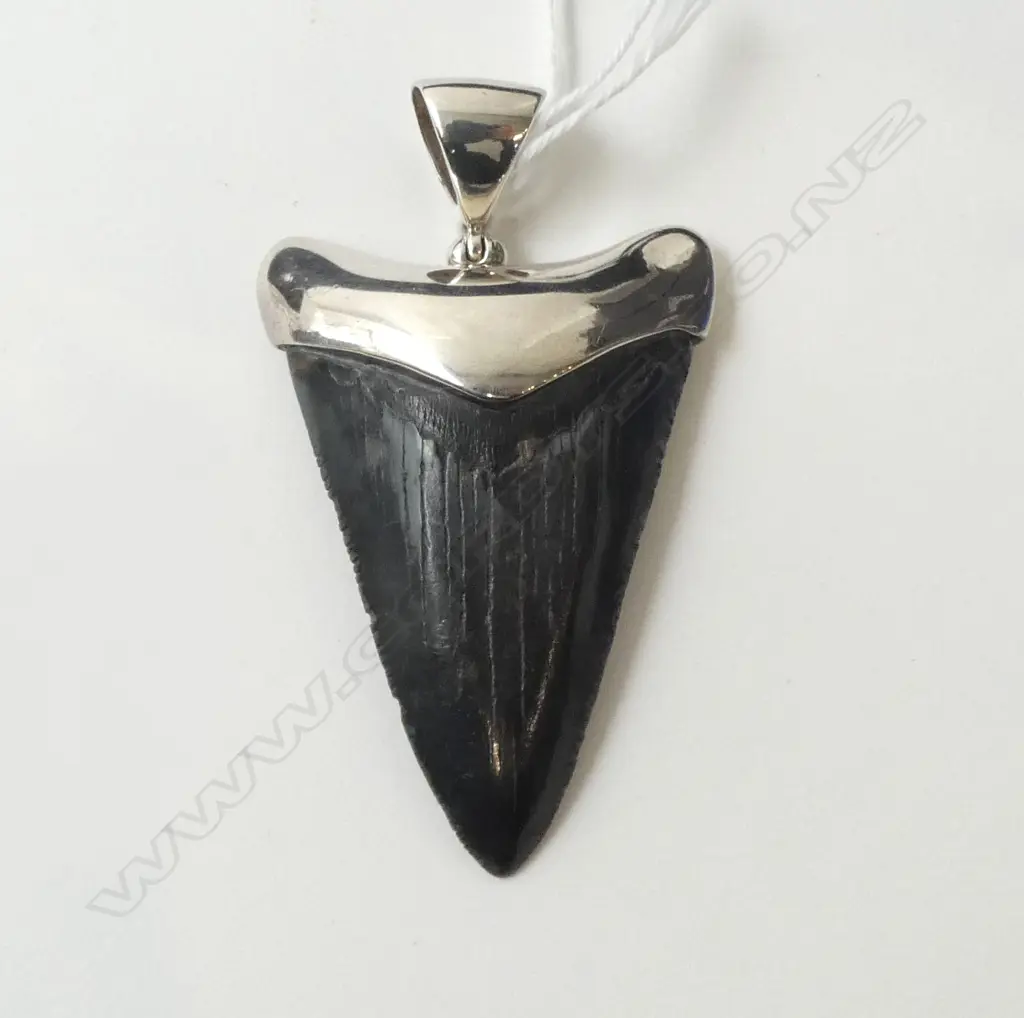 FOSILISED SHARK'S TOOTH & SILVER PENDANT. MADE IN USA (CD11798) Image 1++