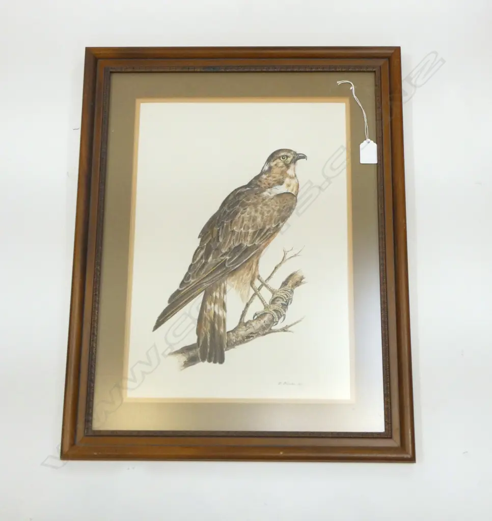 ORIGINAL WATERCOLOUR OF HAWK, SIGNED & DATED 'D.BLACKIE 82', 420X280mm Image 1++