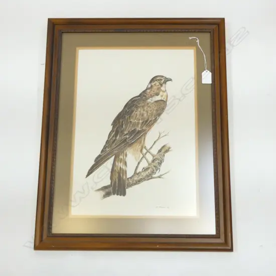 ORIGINAL WATERCOLOUR OF HAWK, SIGNED & DATED 'D.BLACKIE 82', 420X280mm