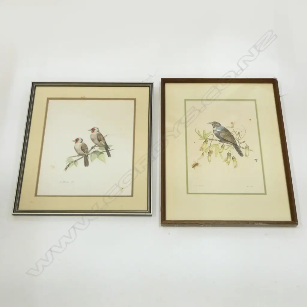 TWO ORIGINAL WATERCOLOURS BY D.BLACKIE OF TUI 320X220mm & FINCHS? 375X270mm SIGNED FINCHS DATED 82 AS WELL (SOME FOXING) Image 1++
