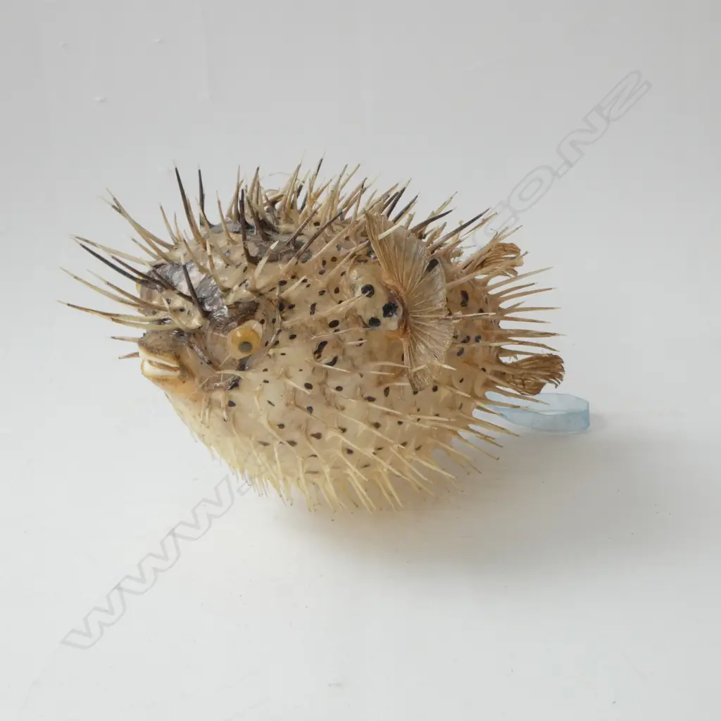 PUFFER FISH L.250mm Image 1++