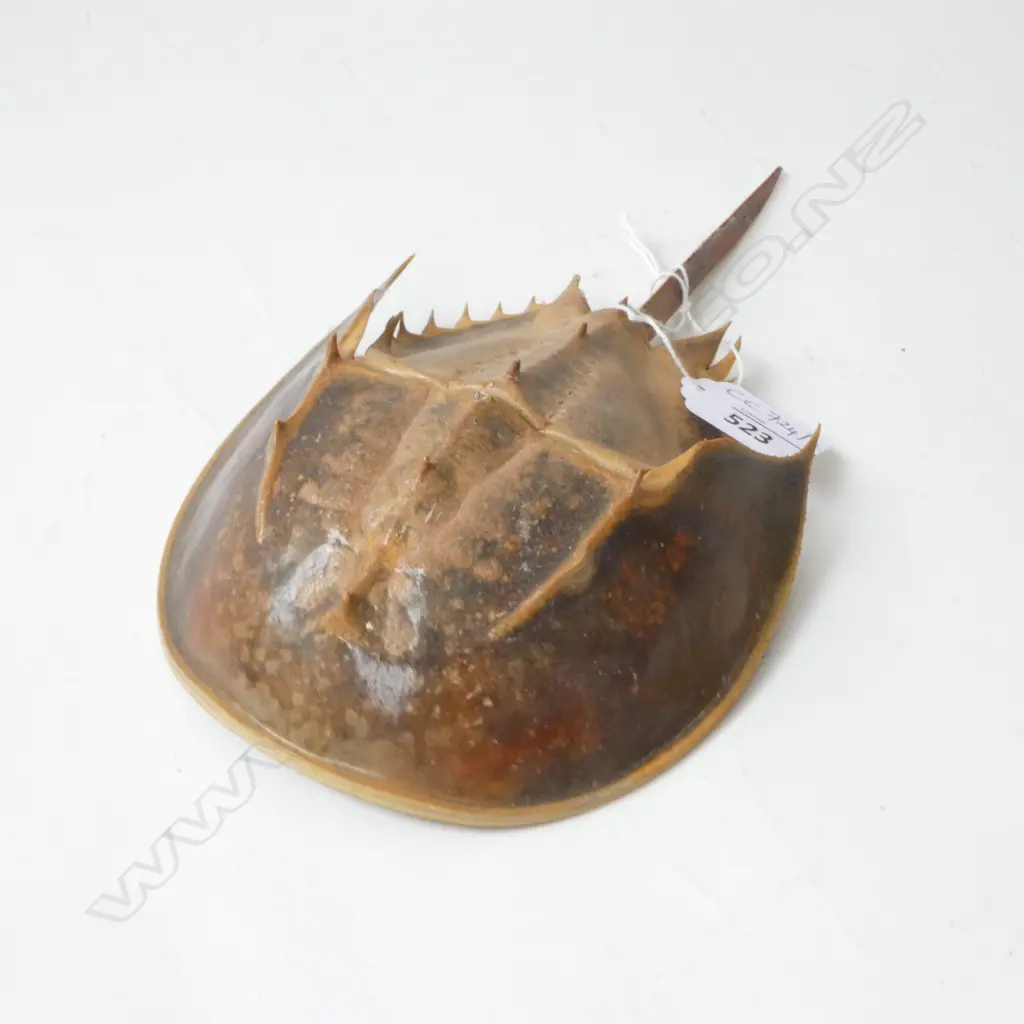 HORSESHOE CRAB L.240mm Image 1++