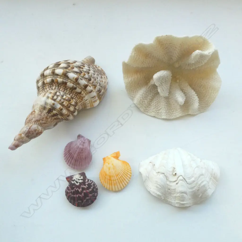 LG CORAL w. 5 5 SHELLS  Image 1++