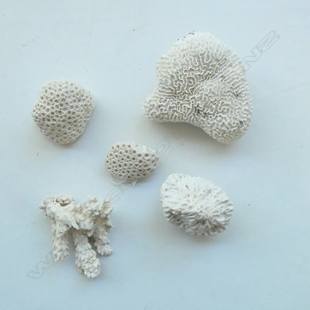 5 PCES WHITE CORAL largest W.110mm Image 1++