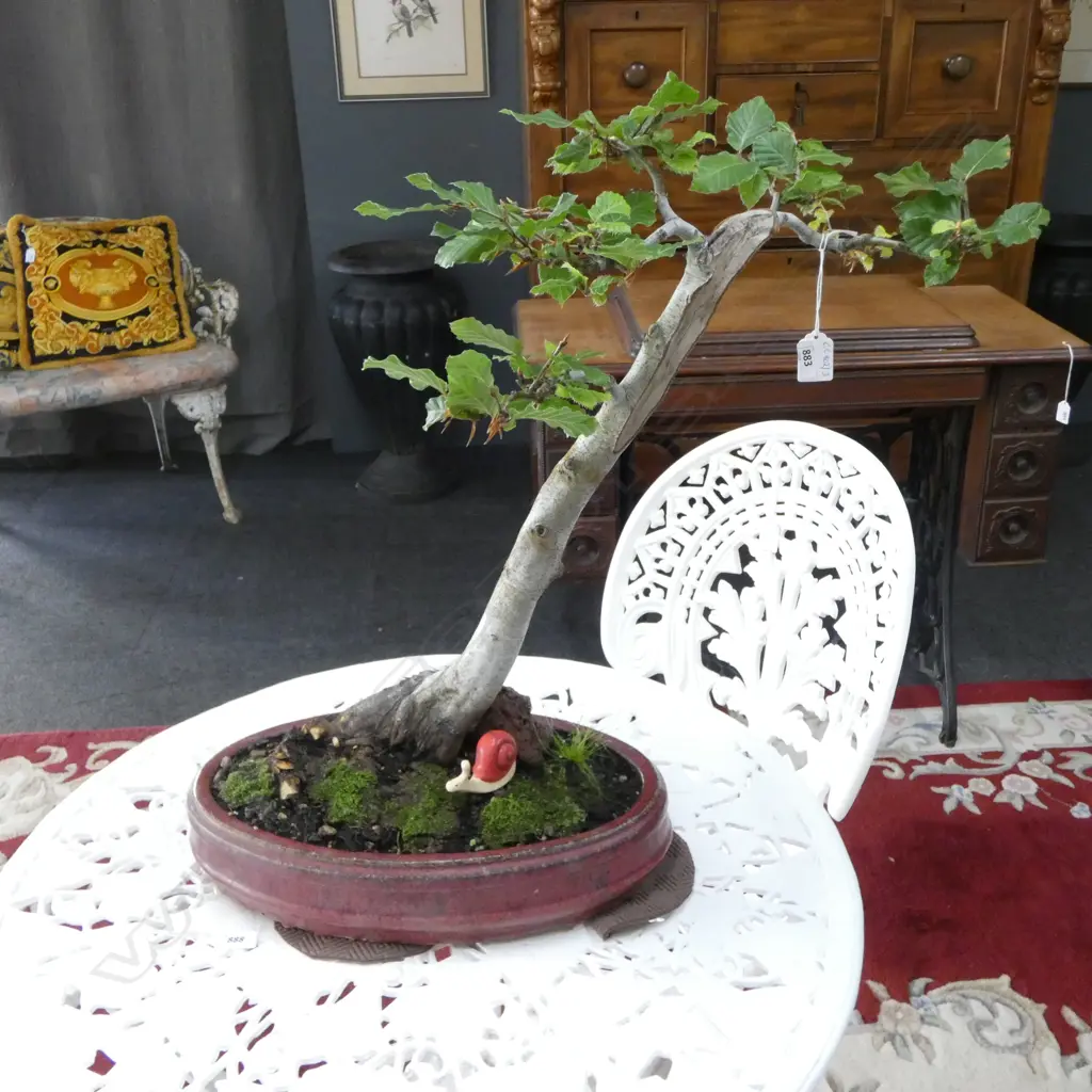 OLD BONSAI IN OVAL POT H.580mm Image 1++