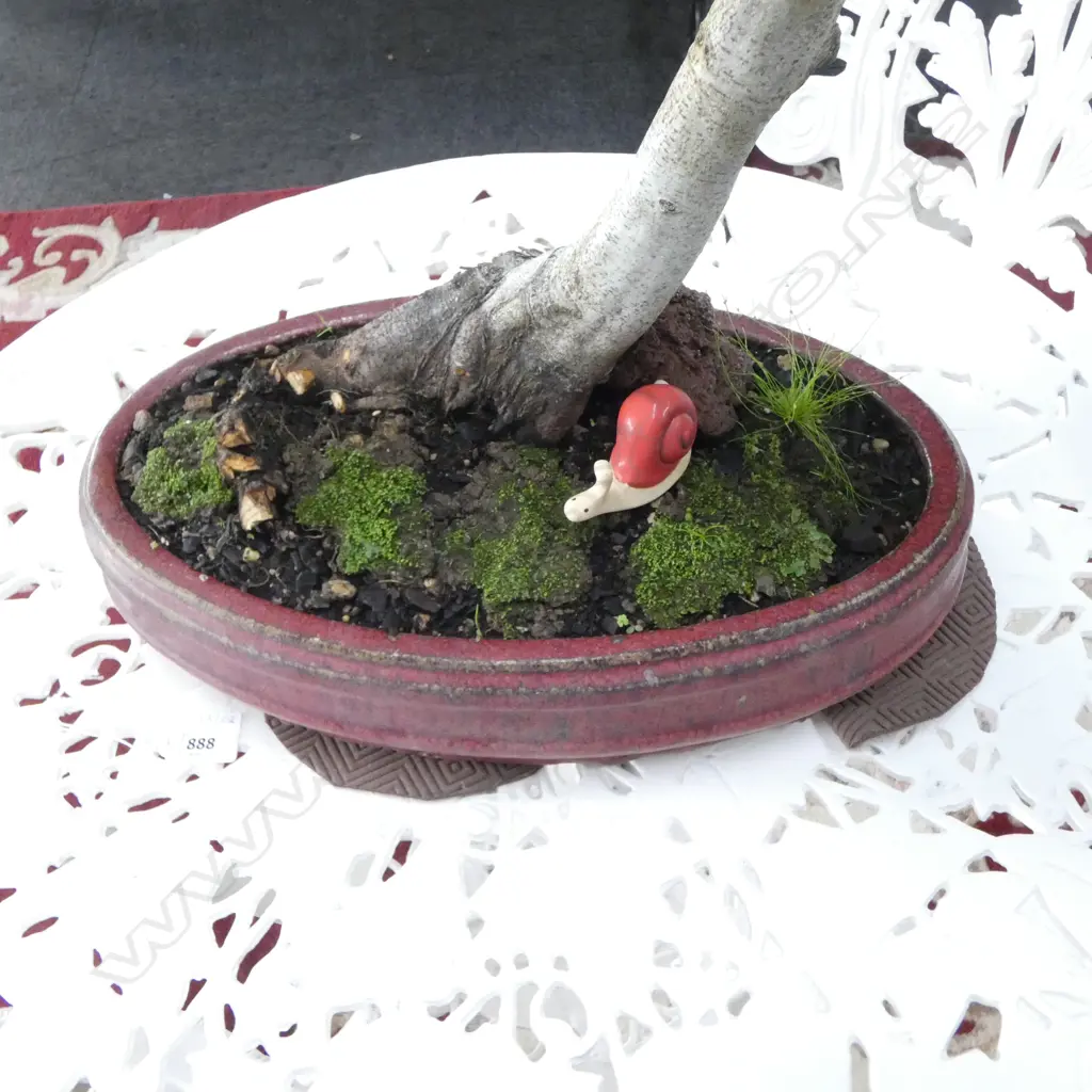OLD BONSAI IN OVAL POT H.580mm Image 1++