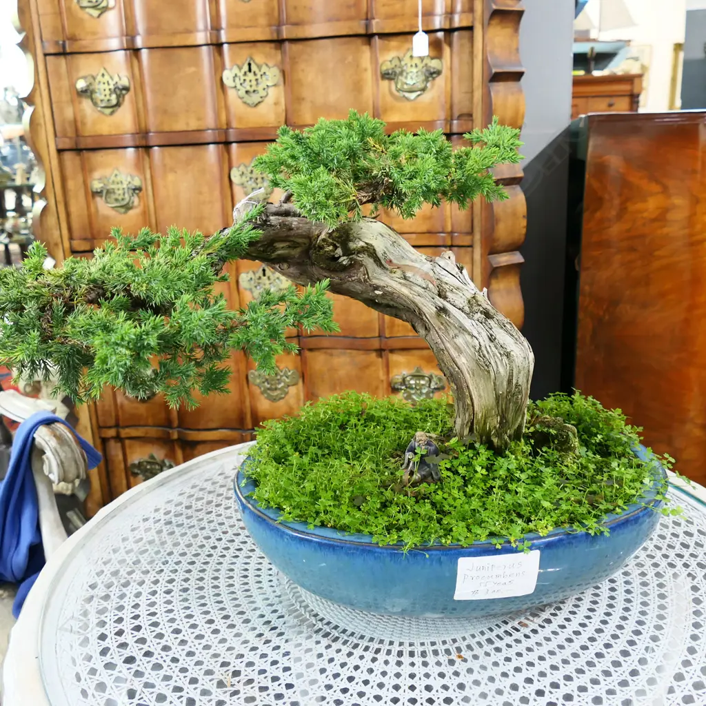 JUNIPER (JUNIPERUS PYOCUMBENS) BONSAI APPROX 55 YEARS OLD H.400mm Image 1++