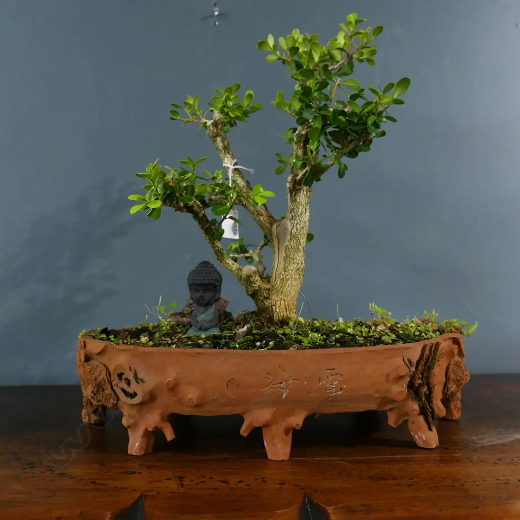 OLD BONSAI IN OVAL POT H.440mm Image 1++