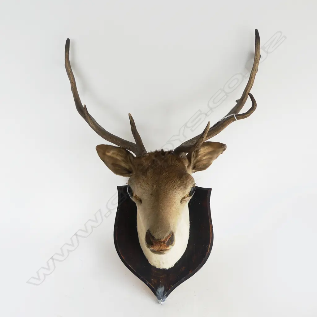 11 POINTER MOUNTED STAG HEAD  ANTLER SPAN 520MM Image 1++