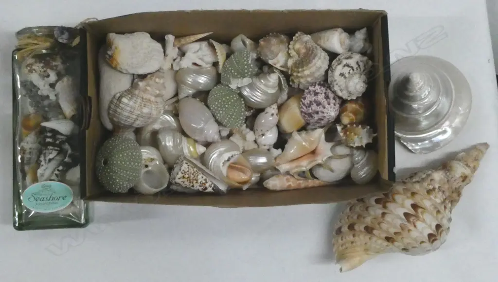 ASST SHELLS Incl. 'PETALS SEASHORE COLLECTIONS' Image 1++