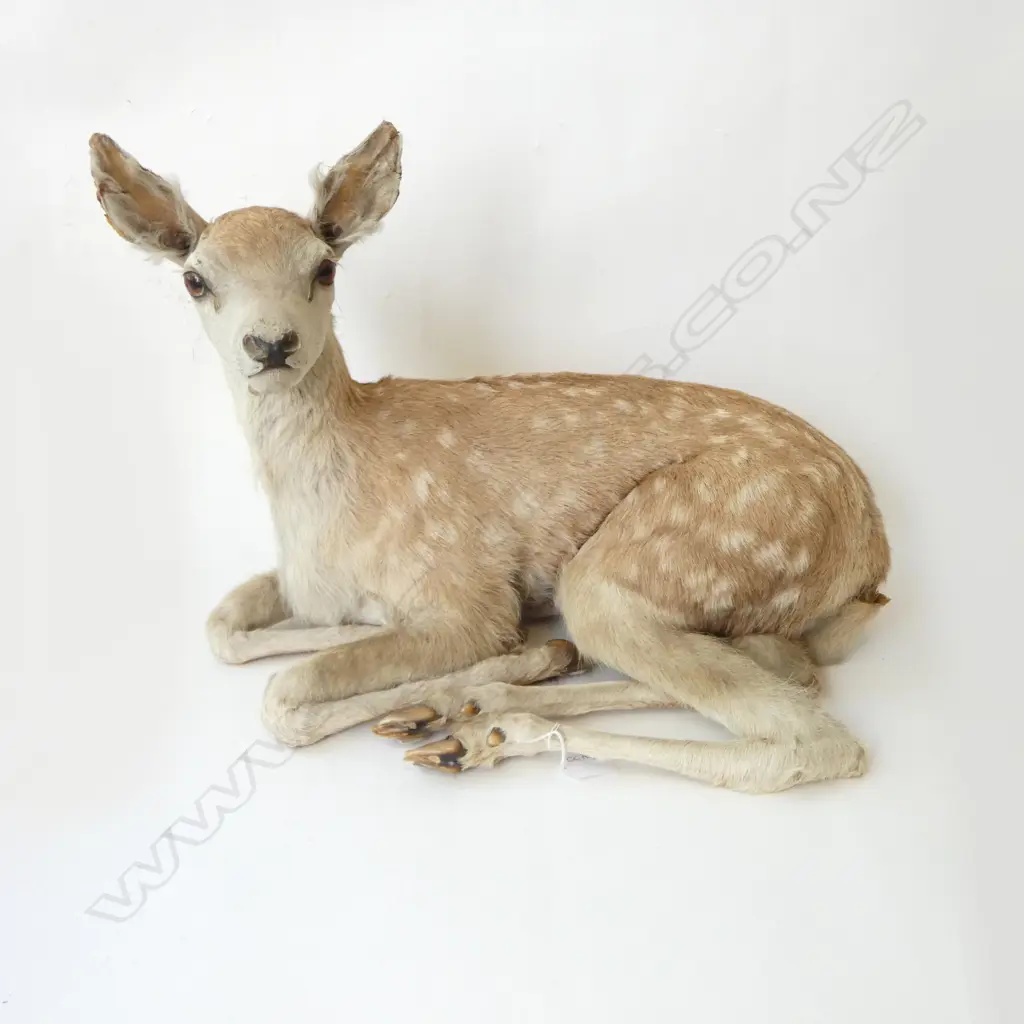 TAXIDERMY DEER FAWN 450x320x365mm Image 1++