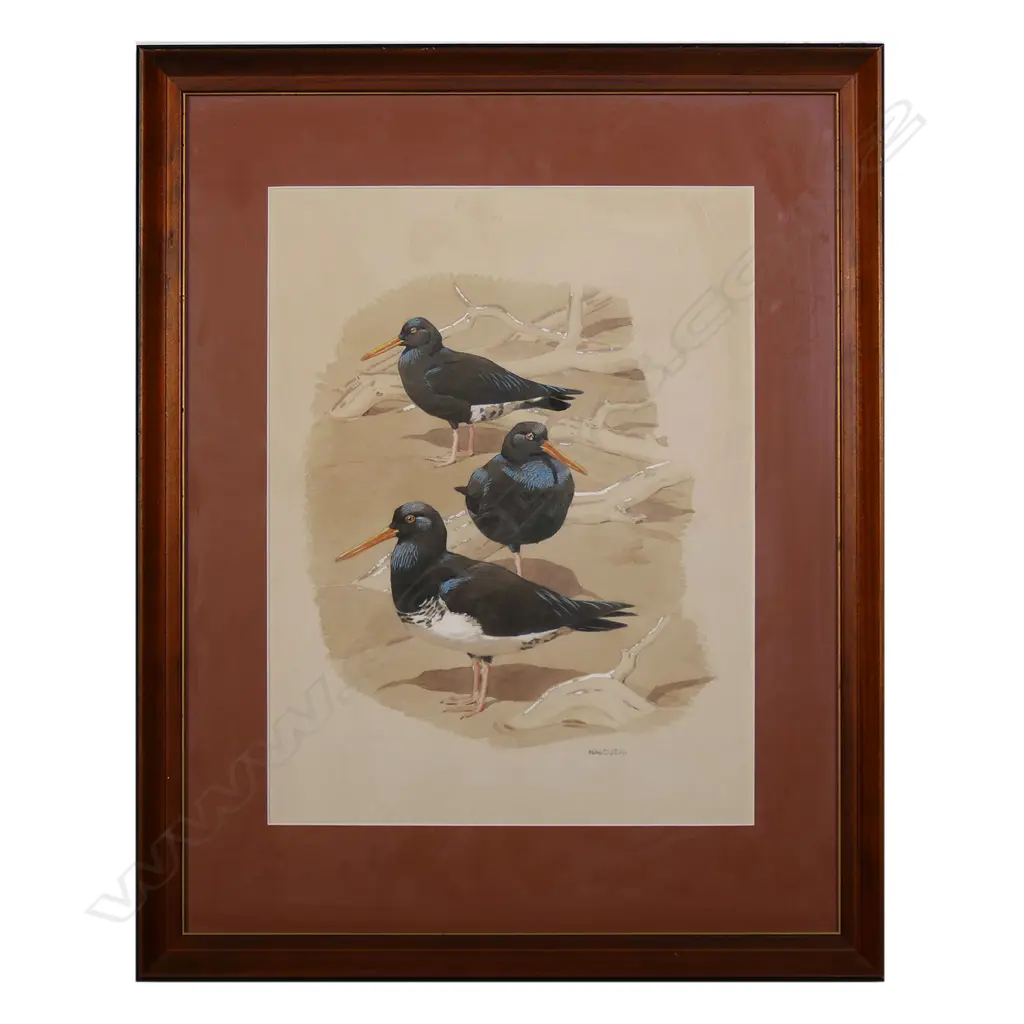 NW CUSA (UK), NZ OYSTERCATCHERS, PEN & W/COLOUR ON PAPER, SIGNED, 570 x 640mm Image 1++