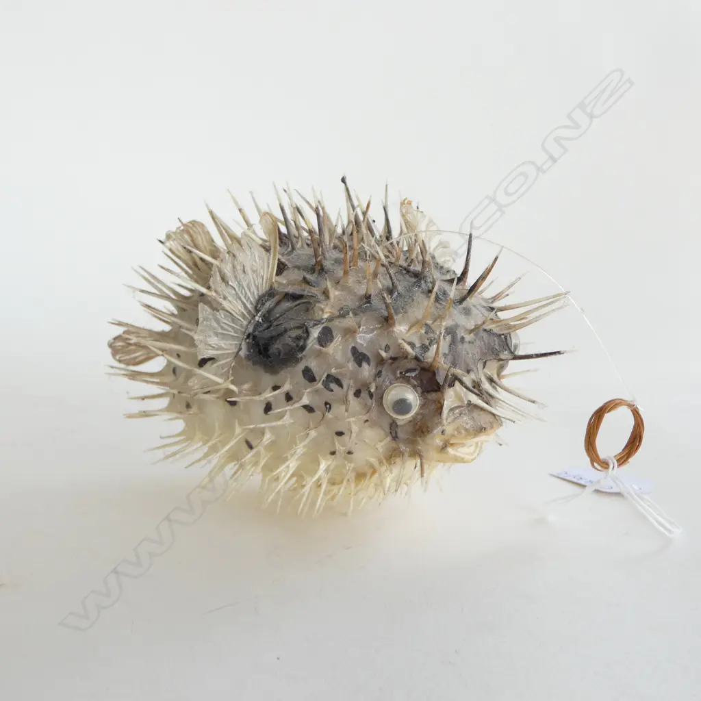 PUFFER FISH L.170mm Image 1++