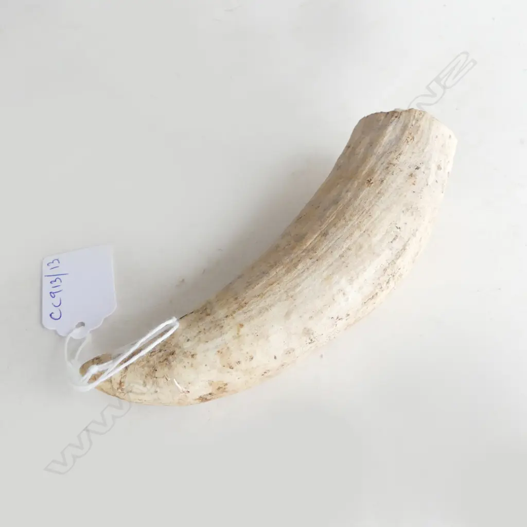 WHALES TOOTH L.130mm Image 1++