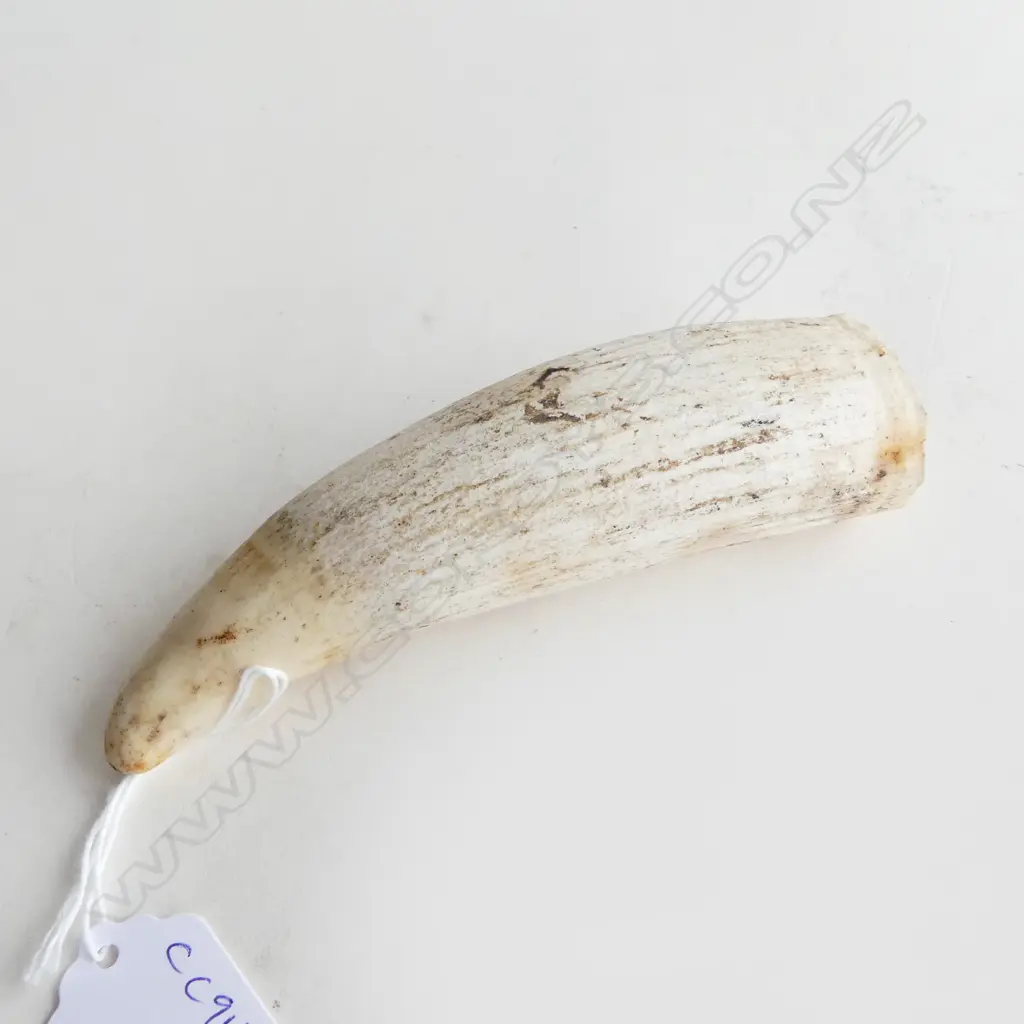 WHALES TOOTH L.125mm Image 1++