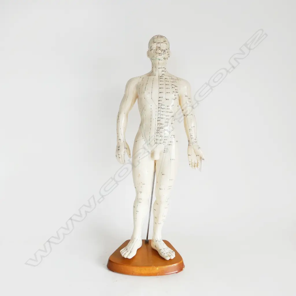 HARD PLASTIC MALE ACUPUNCTURE TEACHING MODEL ON WOODEN STAND, H.490   Image 1++