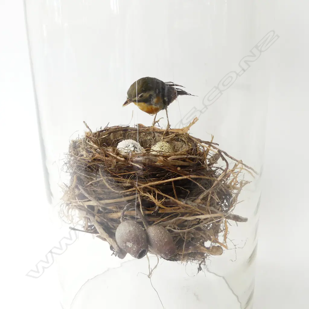 BIRD & NEST IN LIDDED GLASS BOTTLE H.550mm Image 1++