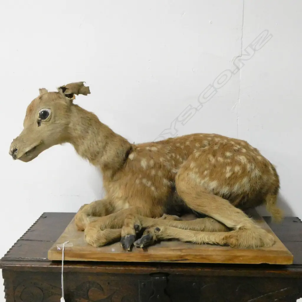 TAXIDERMY DEER ON BASE APROX. 500x300x340mm FAULTS Image 1++