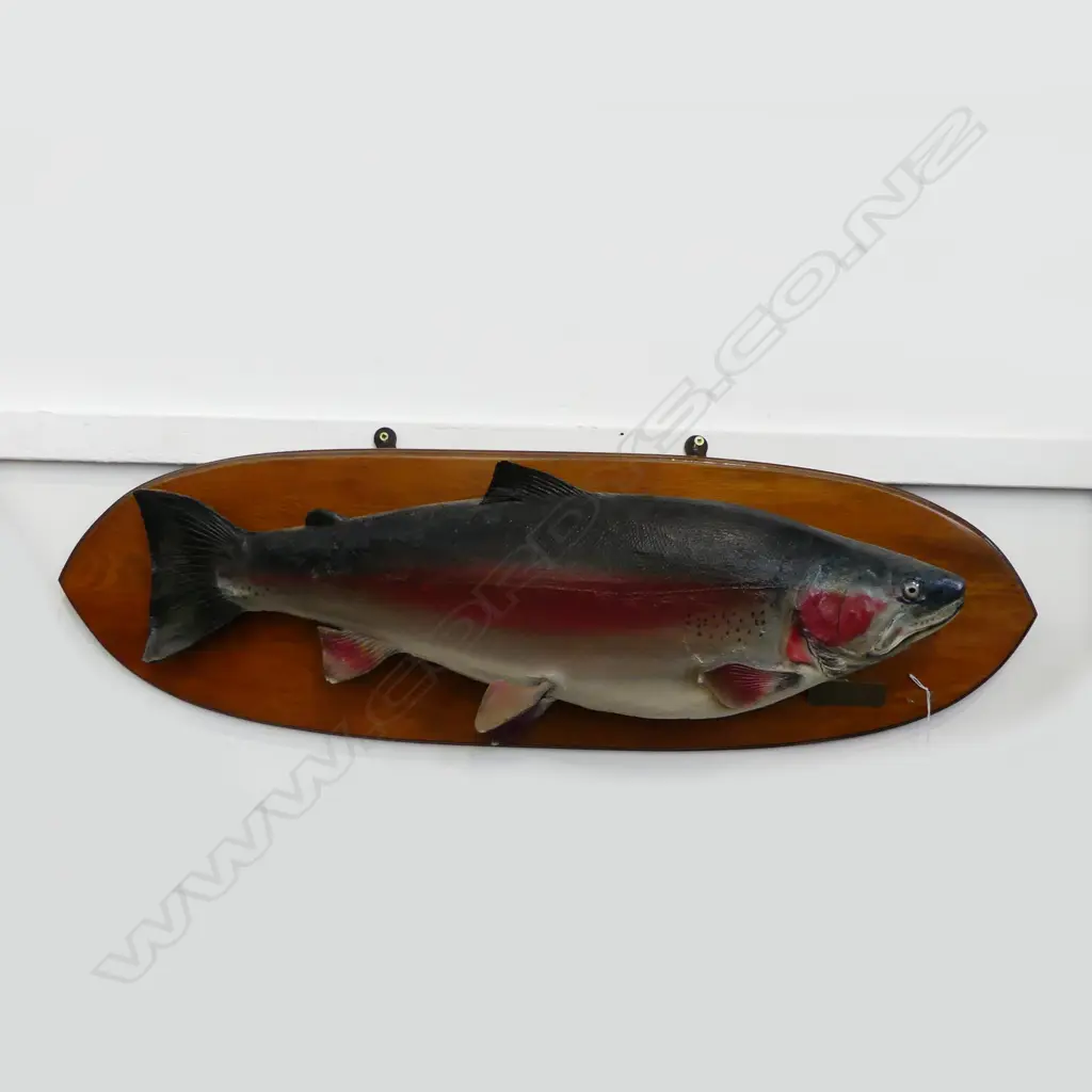MOUNTED TAXIDERMIED 11 POUND TROUT 1950 L910MM Image 1++