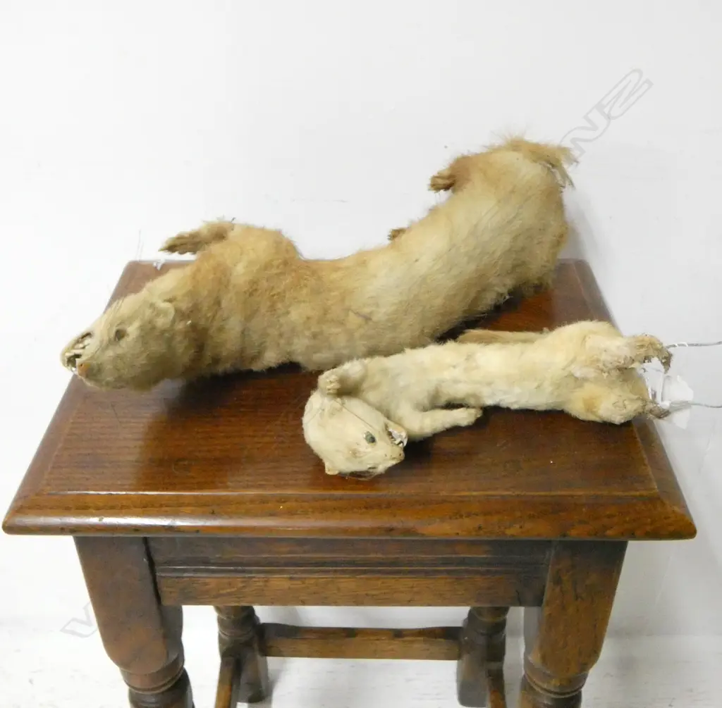 2 TAXIDERMY FERRETS LARGEST APROX. L.420mm Image 1++