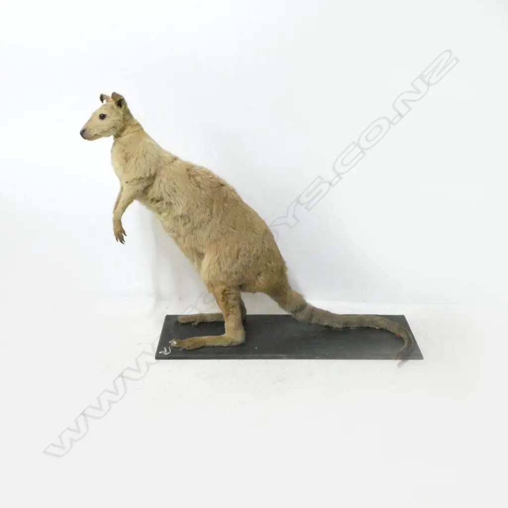 TAXIDERMY WALLABY ON BASE APROX. 380x1000x830mm Image 1++