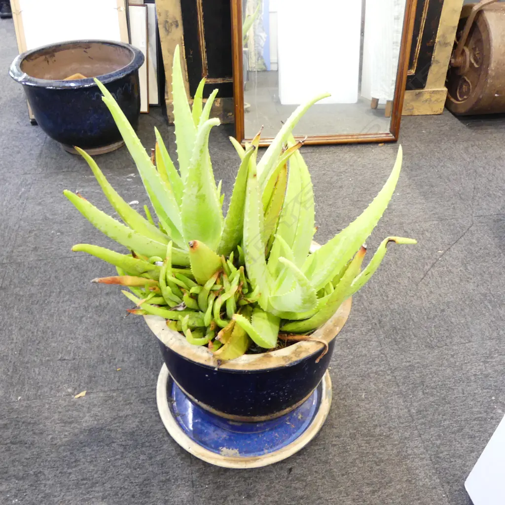 LG BLUE GLAZED PLANTER POT w. ALOE VERA H.700mm Image 1++