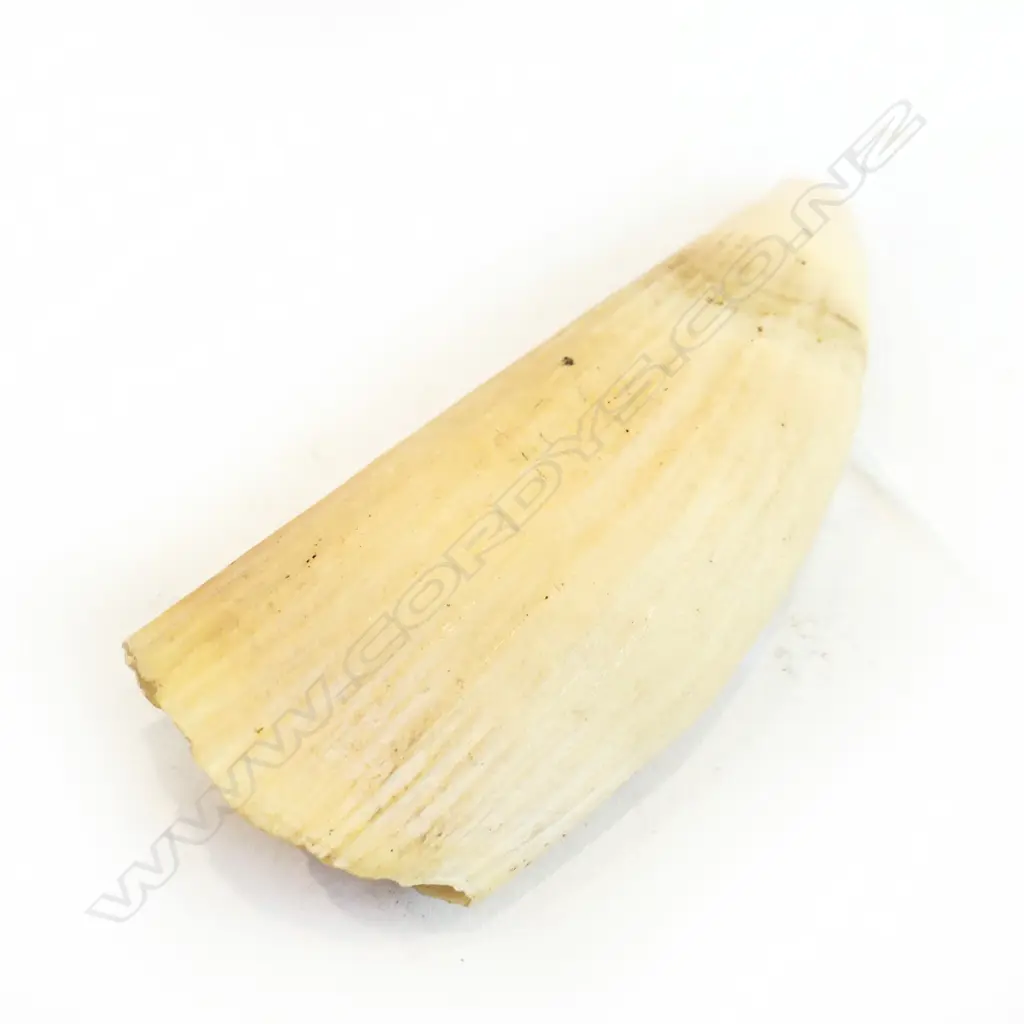 WHALES TOOTH L130 MM Image 1++