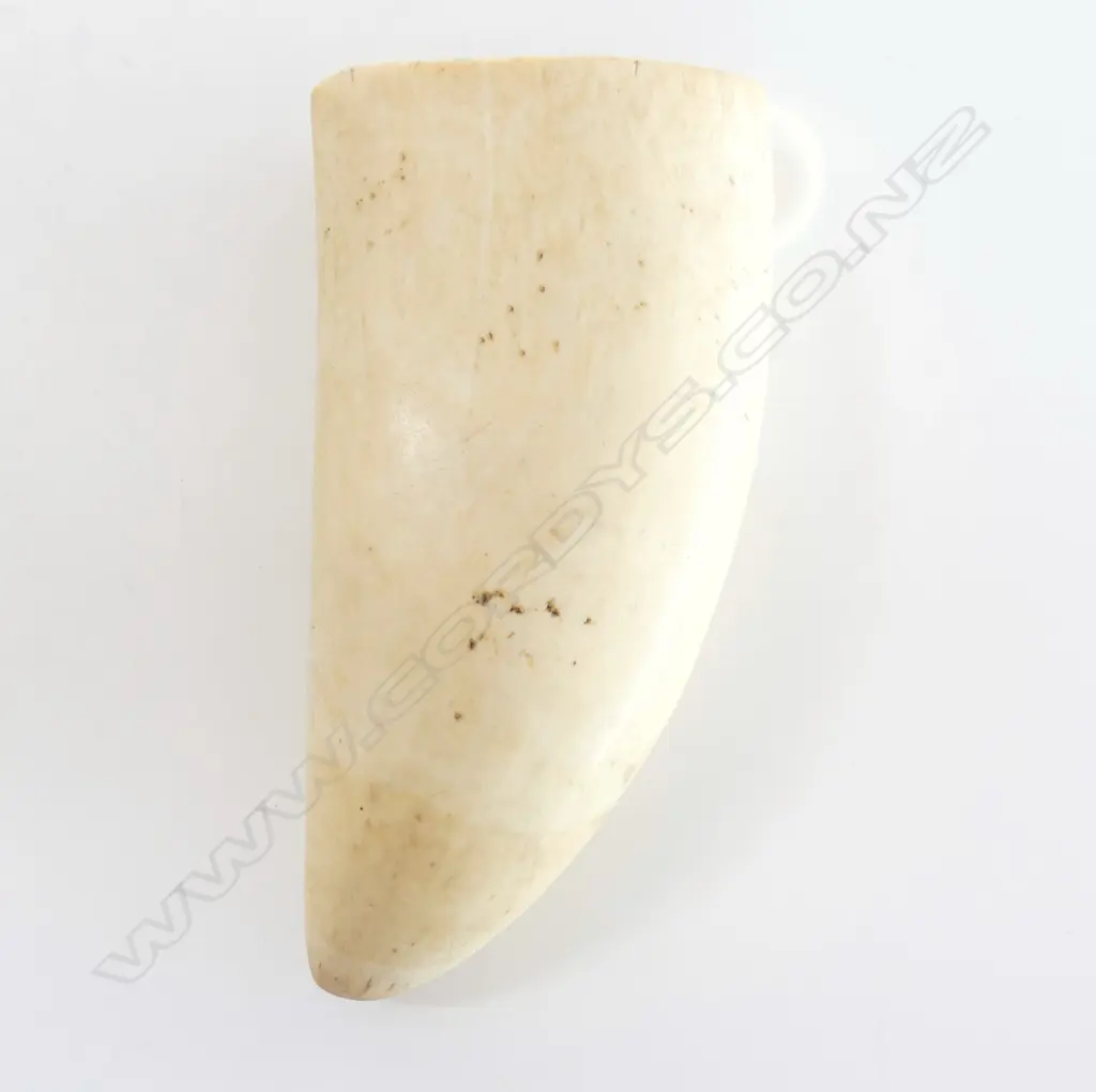 WHALES TOOTH - BASE CUT H.140mm Image 1++