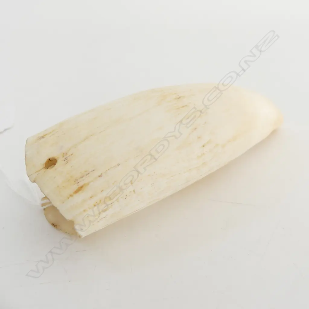 WHALES TOOTH L.125mm. 4 drill holes. Found c1920-1950 Okawa Bay Chatham Islands Image 1++