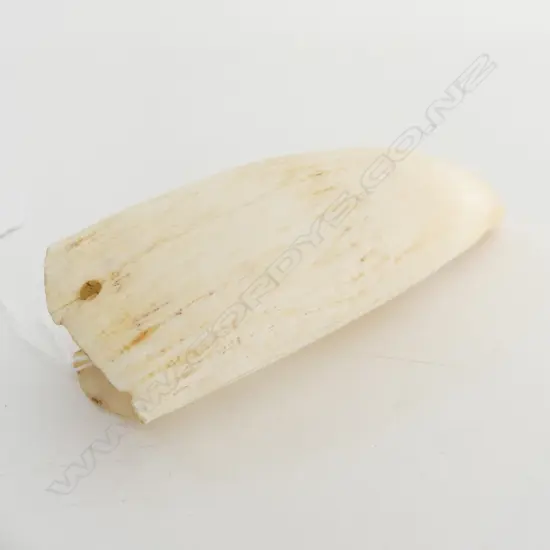 WHALES TOOTH L.125mm. 4 drill holes. Found c1920-1950 Okawa Bay Chatham Islands