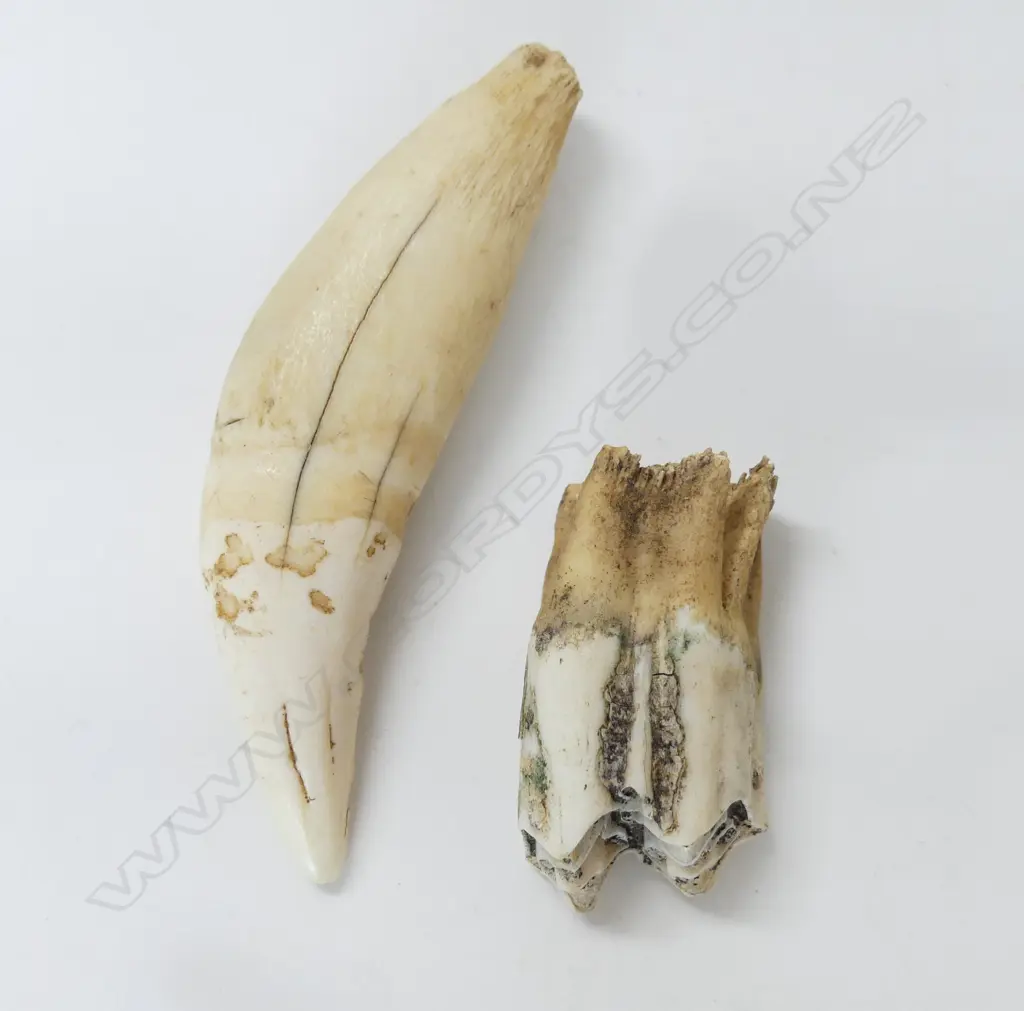 OLD LION'S TOOTH L.100mm + OTHER MOLAR TOOTH Image 1++