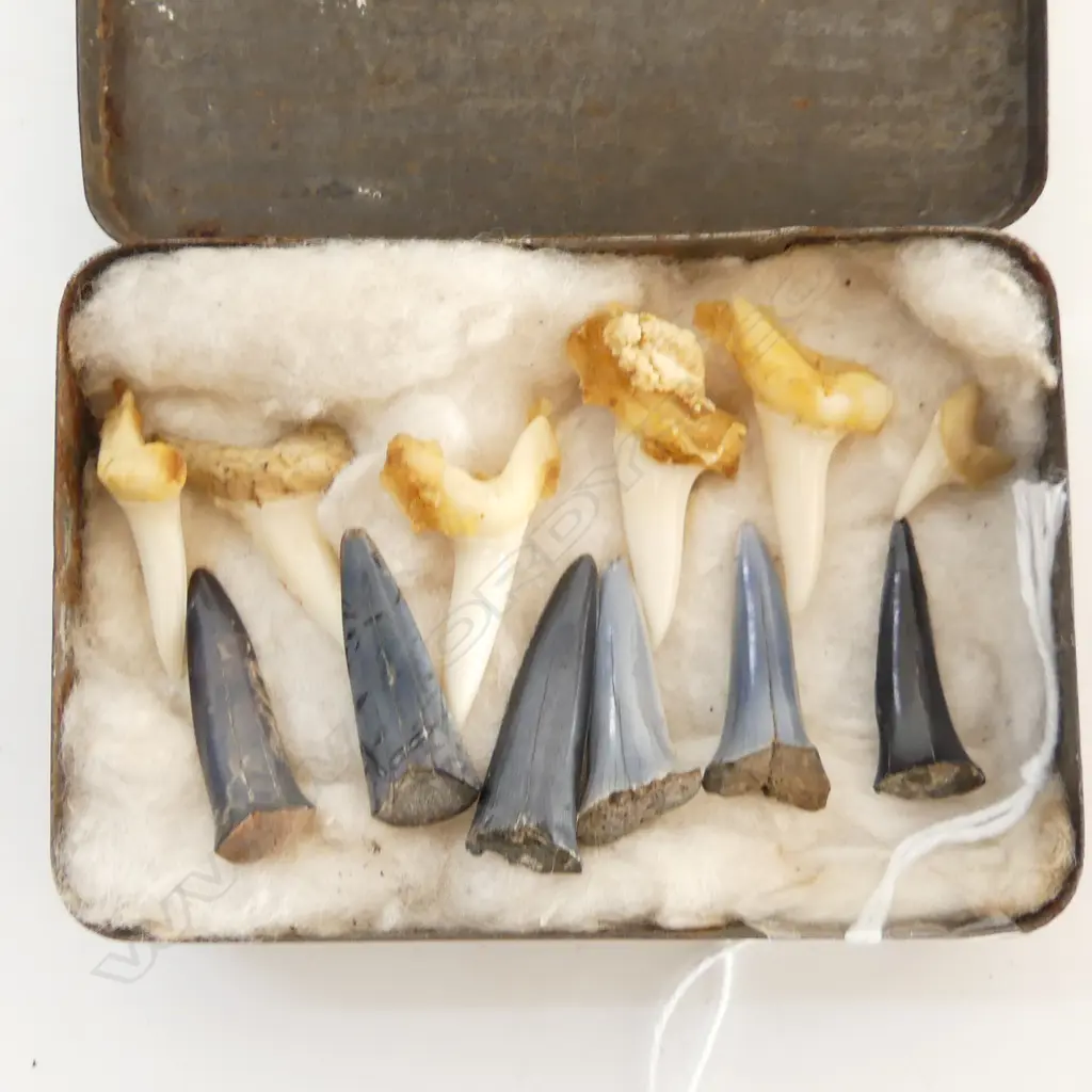 OLD TIN OF FOSSILISED & NATURAL SHARK TEETH Image 1++