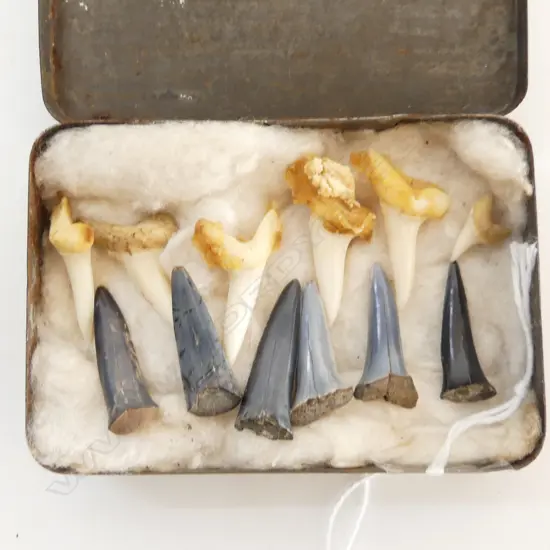 OLD TIN OF FOSSILISED & NATURAL SHARK TEETH