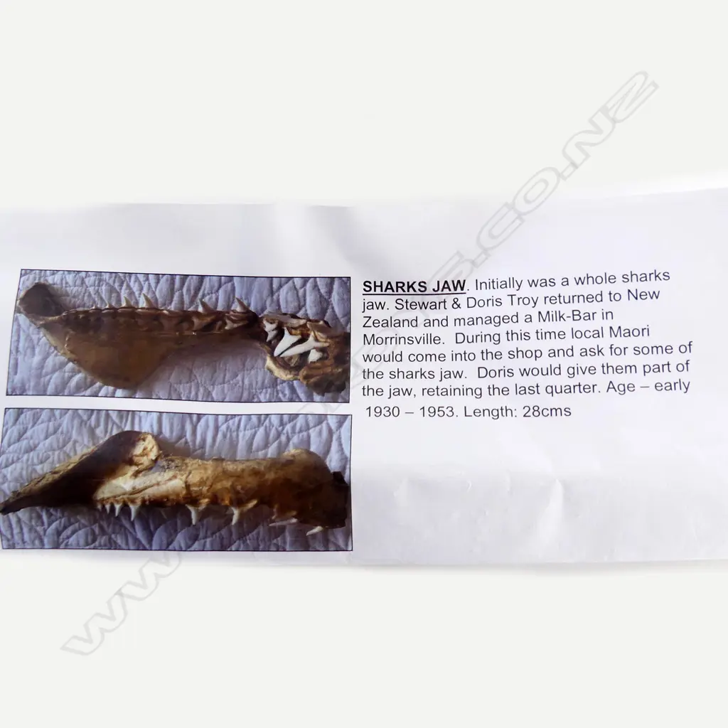 PART (1/4) SHARK JAW SECTION W TEETH L.265mm with provenance: c1930-1953 Image 1++