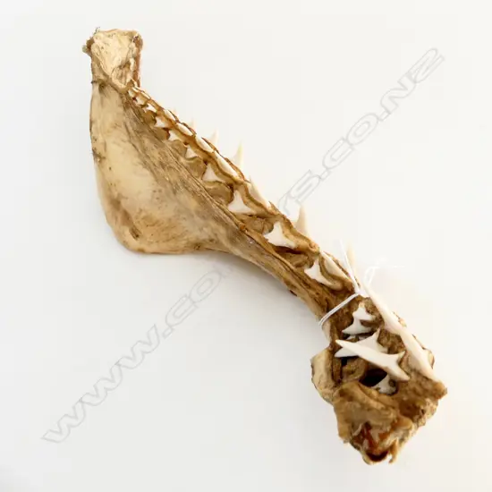 PART (1/4) SHARK JAW SECTION W TEETH L.265mm with provenance: c1930-1953