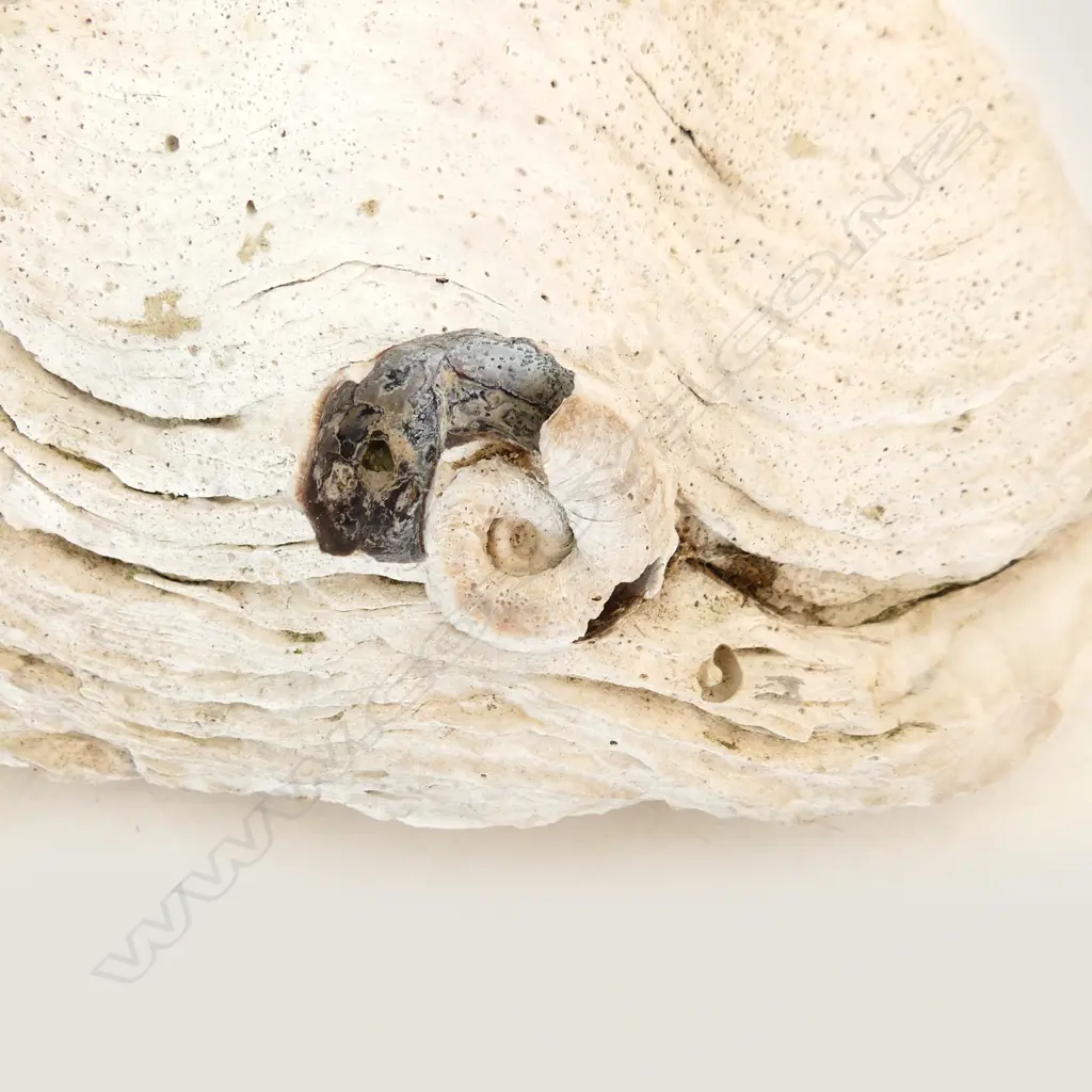 GIANT CLAM SHELL medium size L.425mm Image 1++