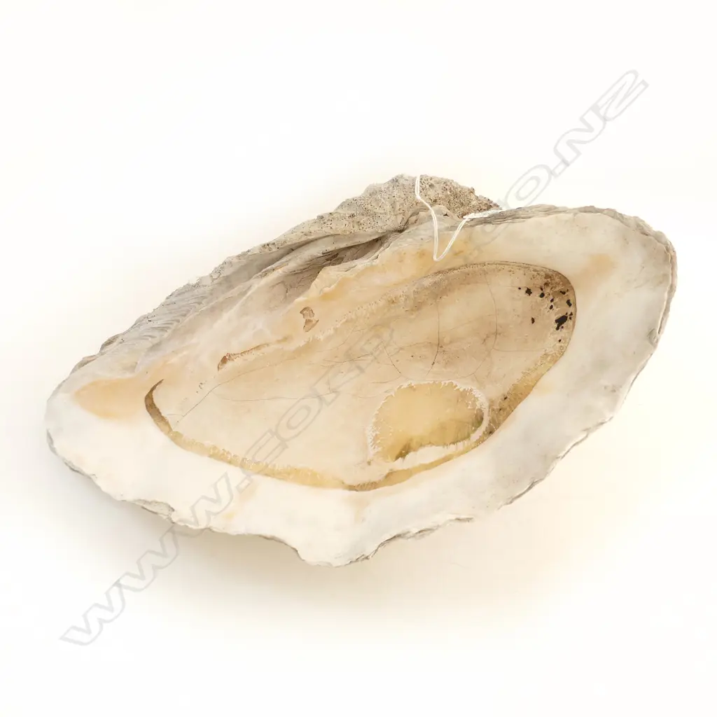 GIANT CLAM SHELL medium size L.425mm Image 1++