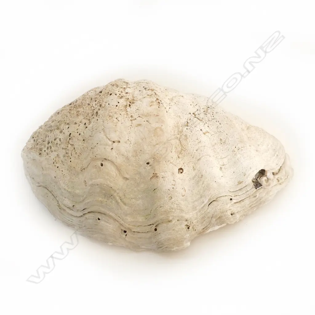 GIANT CLAM SHELL medium size L.425mm Image 1++