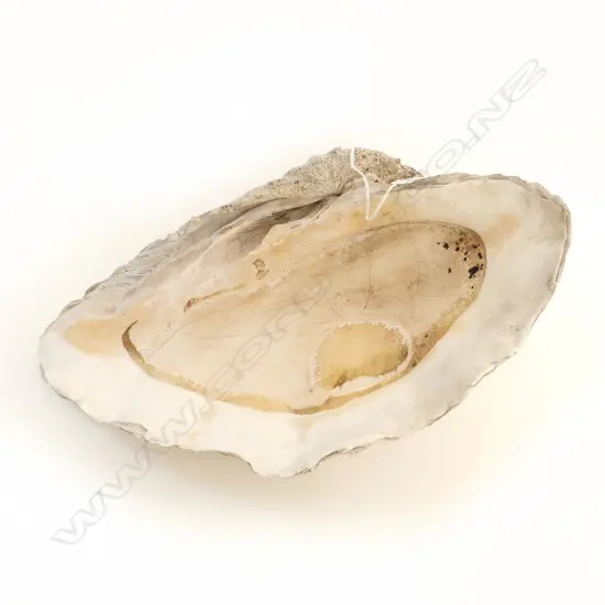 GIANT CLAM SHELL medium size L.425mm