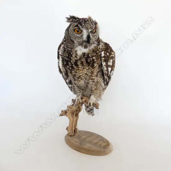 LG MOUNTED TAXIDERMY SPOTTED EAGLE OWL H.470mm