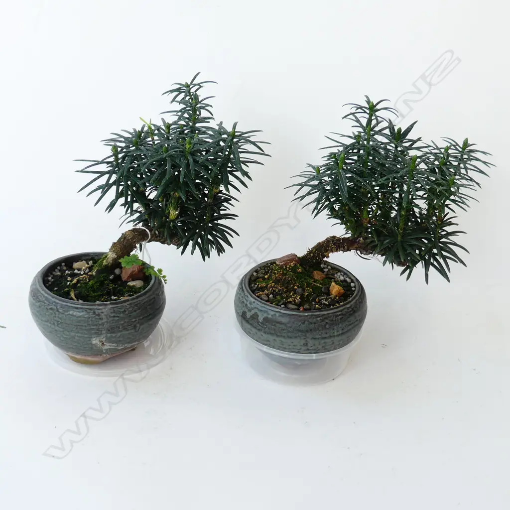 PR BONSAI H.200mm (1 POT REPAIRED) Image 1++