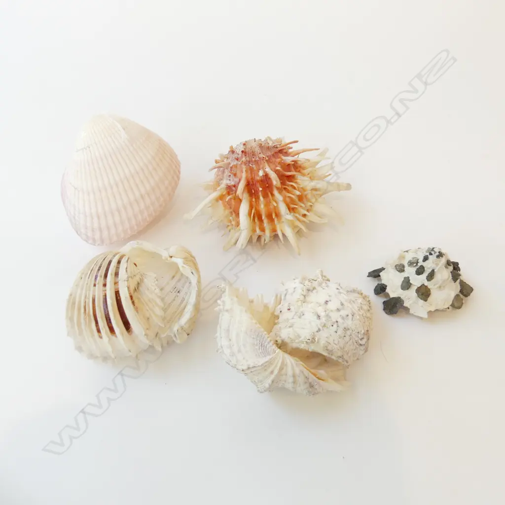 5 ASST. SHELLS INCL. OYSTER & CARRIER SHELL Image 1++