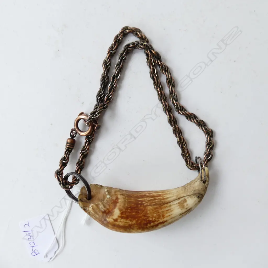 TOOTH L.100mm NECKLACE Image 1++