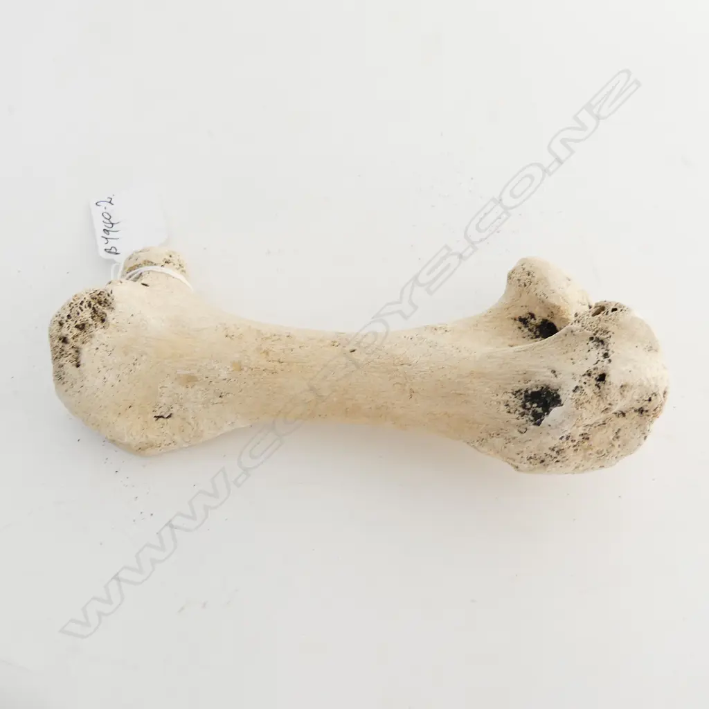 MOA BONE L.170mm Image 1++