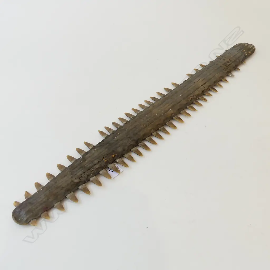 OLD SAW FISH BILL L.635mm 1 TOOTH MISSING Image 1++