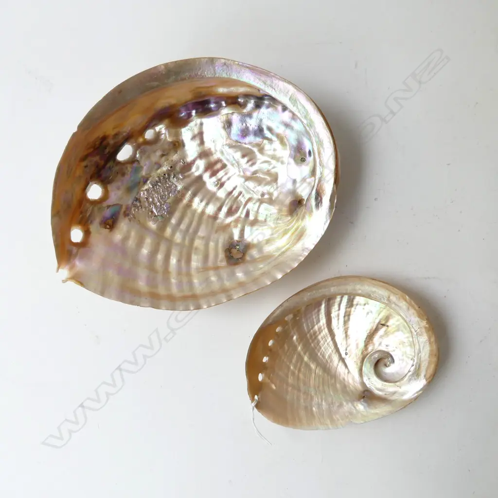 2 IRIDESCENT PAUA SHELLS L.180mm Image 1++