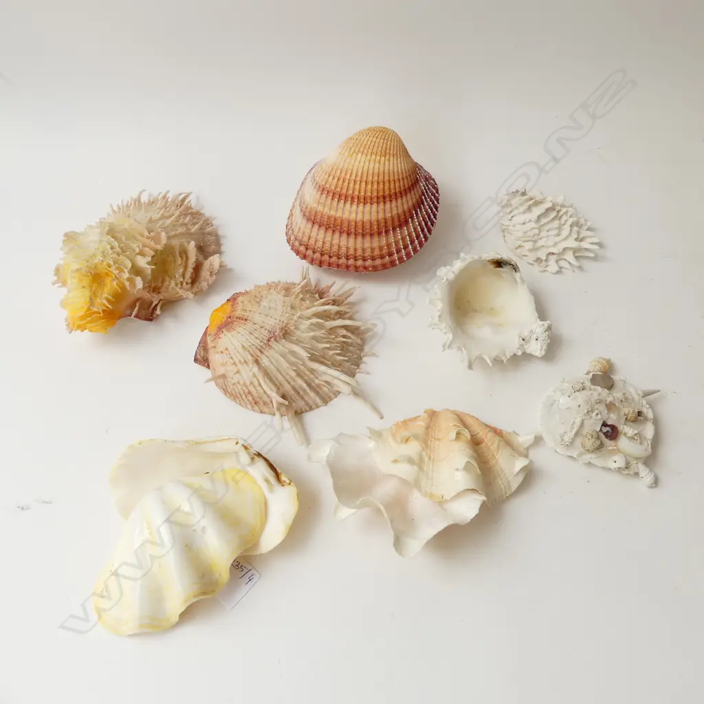 6 ASST. SHELLS INCL. OYSTER & CARRIER SHELL Image 1++