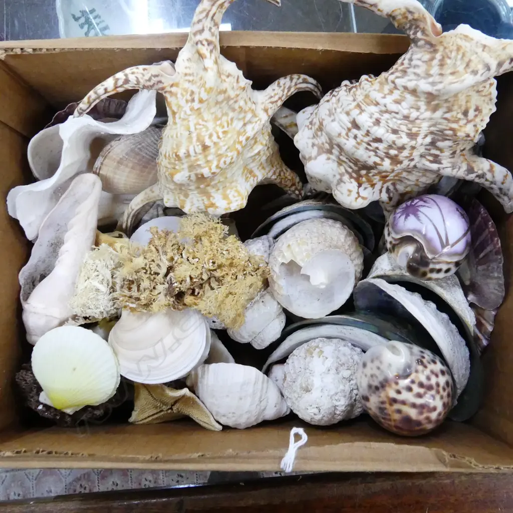 ASST. SEASHELLS Image 1++