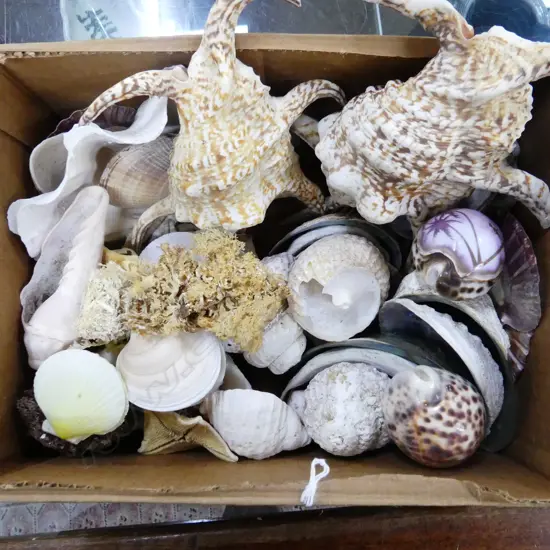 ASST. SEASHELLS